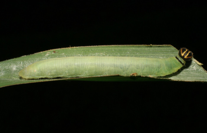 Figura 7. Larva <i>Nyctelius nyctelius</i></i>, Hesperiidae, vista lateral. (05-SRNP-33040-DHJ405241).