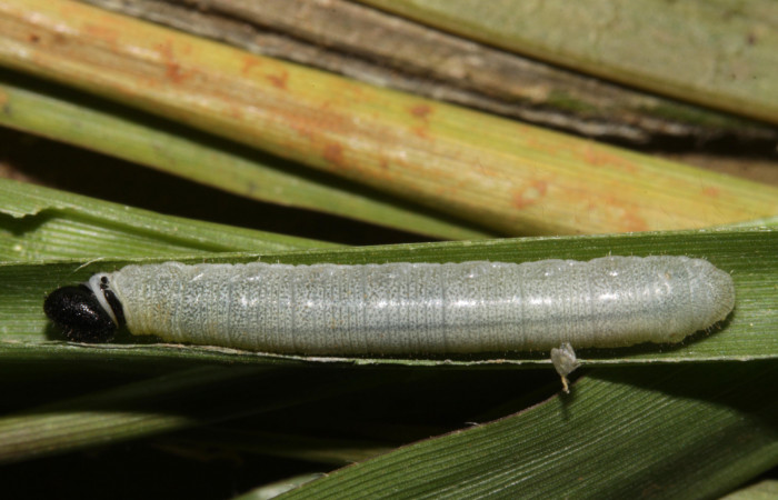 Figura 10. Larva <i>Nyctelius</i></i> nycteliusDHJ01, Hesperiidae, vista dorsal. (15-SRNP-31594-DHJ728433).