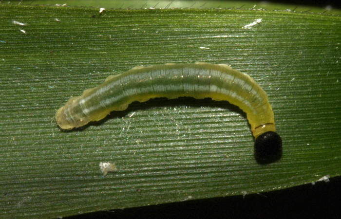 Figura 12. Larva <i>Nyctelius</i></i> nycteliusDHJ02, Hesperiidae, vista dorsal. (15-SRNP-31710-DHJ728543).