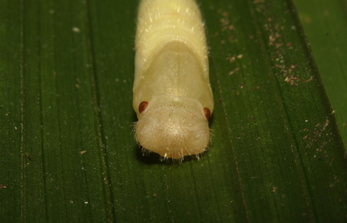 Figura 14. Pupa de <i>Nyctelius</i></i> nycteliusDHJ02, vista dorsal, de frente de cabeza. (15-SRNP-31710-DHJ728680).