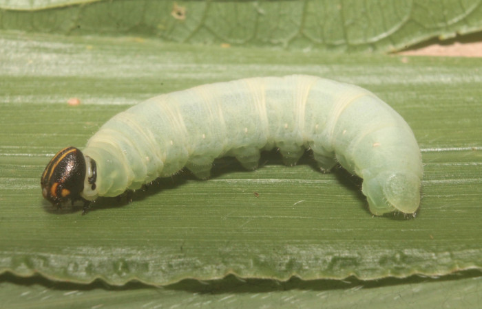 Figura 13. Larva <i>Nyctelius</i></i> nycteliusDHJ02, Hesperiidae, vista dorsal. (15-SRNP-75742-DHJ716247).