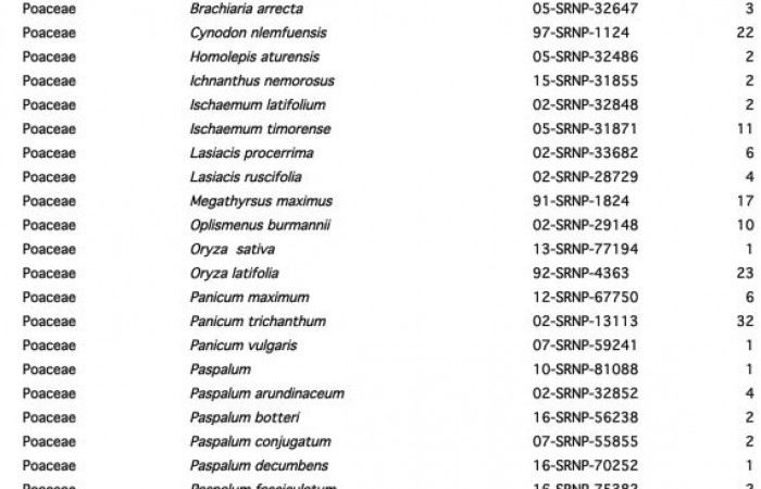 Figura 5. planta hospederas de familia (Poaceae), donde se alimenta la larva <i>Nyctelius nyctelius</i></i>, (Hesperiidae). prefiriendo <i>Panicum trichanthum</i></i>, con una cantidad de 32 récords.