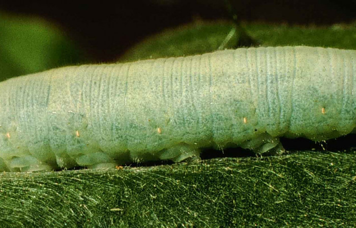 Figura 11. Larva <i>Nyctelius</i></i> nycteliusDHJ01, Hesperiidae, vista dorsal (98-SRNP-6029-DHJ45674).