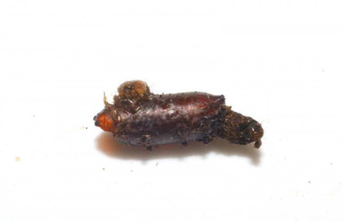 Fig. 11. Parásito familia (Tachinidae) especie Genea Wood03DHJ02 dentro de la momia de larva <i>Conchylodes arcifera</i></i>.
Voucher 04-SRNP-26910- DHJ415342.