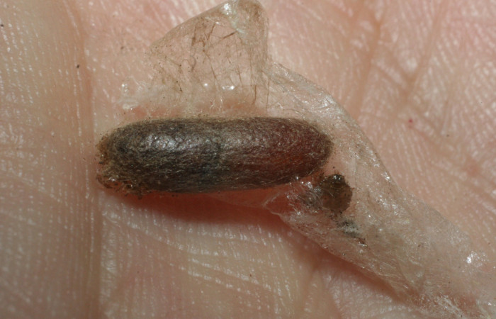  Fig. 12. Parásito de la familia (Ichneumonidae), especie Eiphosoma Janzen28 dentro de la momia de larva <i>Conchylodes arcifera</i></i>.
Voucher 08-SRNP-31823-DHJ462386.