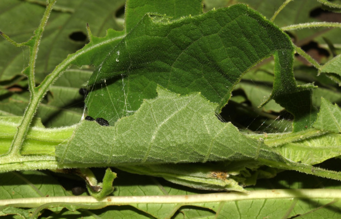 Fig. 3. Casa de larva <i>Conchylodes arcifera</i></i> último estadio. 
Voucher 18-SRNP-31731-DHJ747132