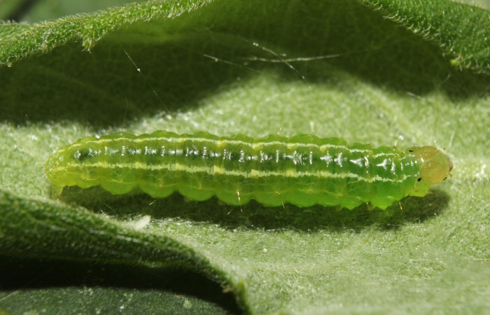  Fig 1. Larva <i>Conchylodes arcifera</i></i> vista dorsal entero, último estadio
Voucher 19-SRNP-70210-DHJ750508