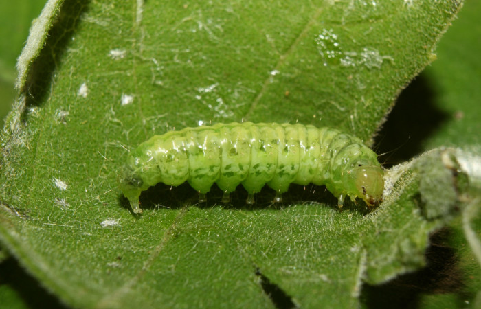 Fig 5. Prepupa de larva <i>Conchylodes arcifera</i></i> lateral entero. 
 Voucher 19-SRNP-70210- DHJ750514.
