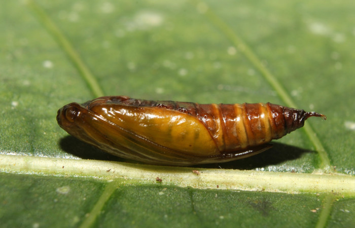  Fig 6.Pupa lateral entero de larva <i>Conchylodes arcifera</i></i>.  
Voucher 19-SRNP-70210- DHJ750522.