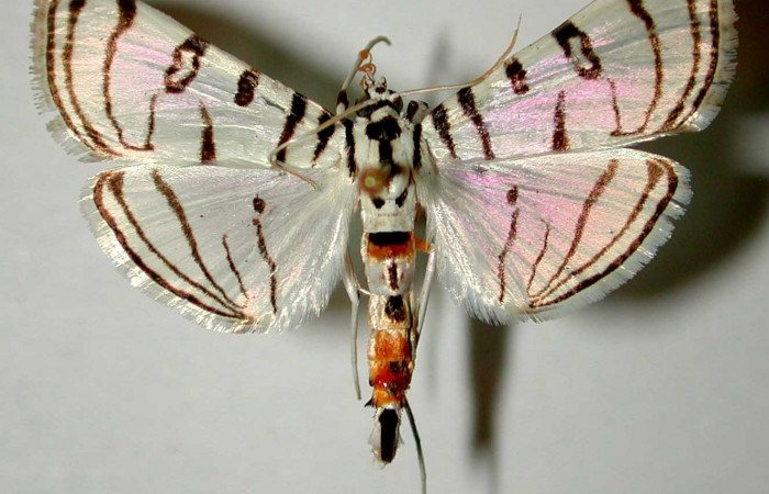  Fig 7. Adulto <i>Conchylodes arcifera</i></i> vista dorsal (macho) mide 30 mm. Voucher 92-SRNP-2337-DHJ33440.