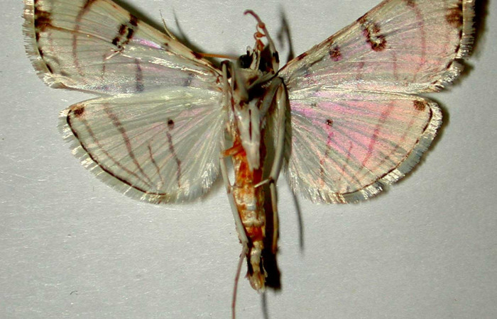 Fig 8. Adulto <i>Conchylodes arcifera</i></i> vista ventral (macho) mide 30 mm. 
Voucher 92-SRNP-2337-DHJ33441.