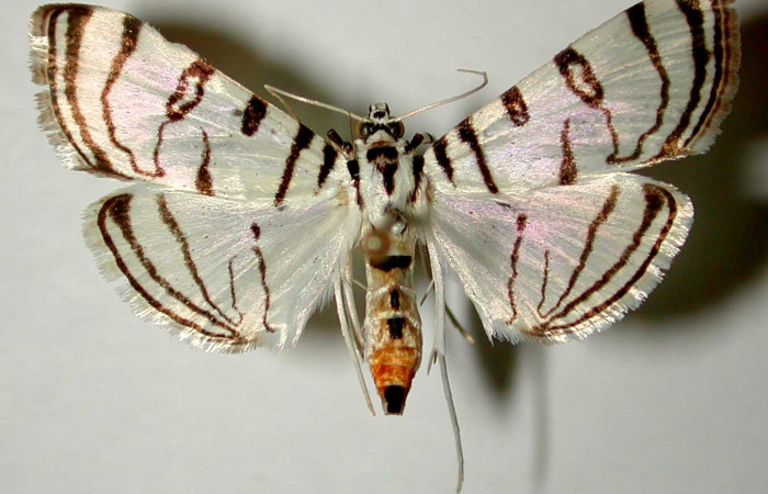 Fig 9. Adulto <i>Conchylodes arcifera</i></i> vista dorsal, mide 28 mm. Voucher 98-SRNP-5152-DHJ33442.