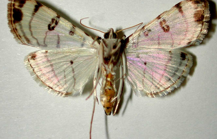  Fig 10. Adulto <i>Conchylodes arcifera</i></i> vista dorsal, mide 28 mm. Voucher 98-SRNP-5152-DHJ33443.