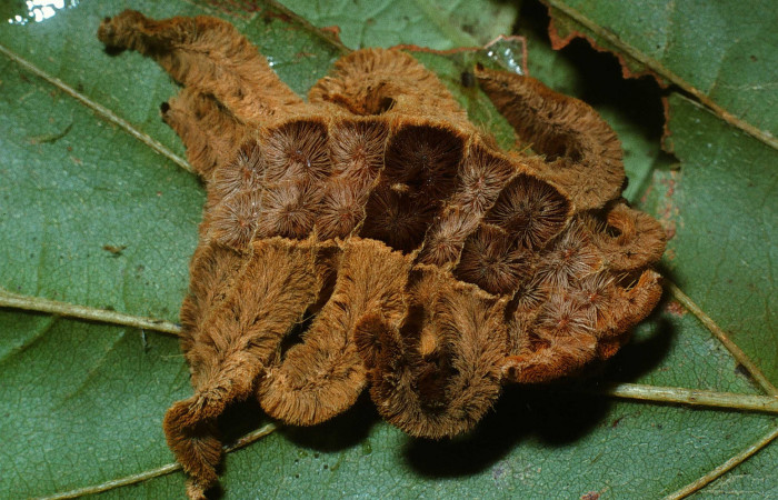 Figura 4. Larva <i>Phobetron hipparchia</i></i> (Limacodidae), último estadío (U) vista dorsal, localidad Loaciga, Sector Pitilla ACG (445m). Voucher: 03-SRNP-37049-DHJ80218.jpg.