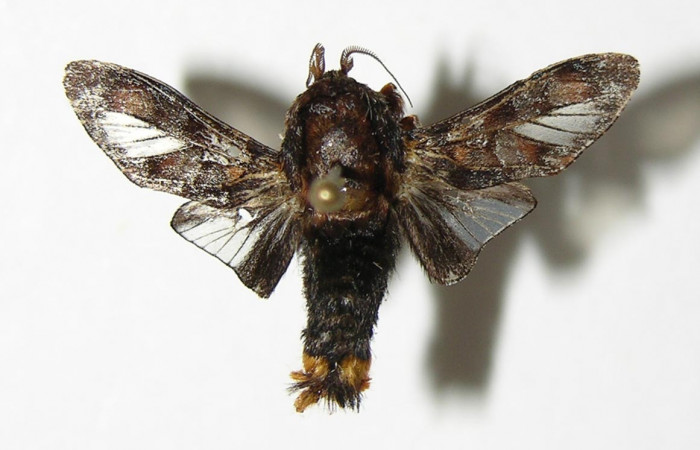 Figura 22. Adulto de <i>Phobetron</i></i> hipparchiaDHJ02 (Limacodidae), macho vista dorsal, localidad Bosque San Emilio, Sector Santa Rosa ACG (300m). Voucher: 04-SRNP-13937-DHJ337118.jpg.