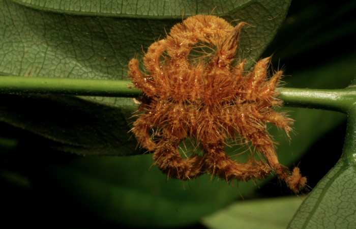 Figura 3. Larva <i>Phobetron hipparchia</i></i> (Limacodidae), tercer estadío (PPU) vista dorsal, localidad Santa Cecilia, Sector Santa Cecilia (335m). Voucher: 05-SRNP-34520-DHJ405927.jpg.