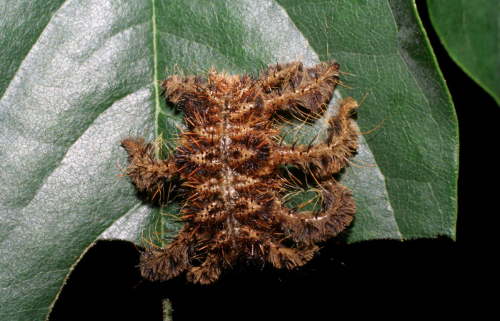 Figura 2. Larva <i>Phobetron hipparchia</i></i> (Limacodidae), último estadío (U) vista dorsal, localidad Santa Cecilia, Sector Santa Cecilia (335m). Voucher: 05-SRNP-34520-DHJ424300.jpg.