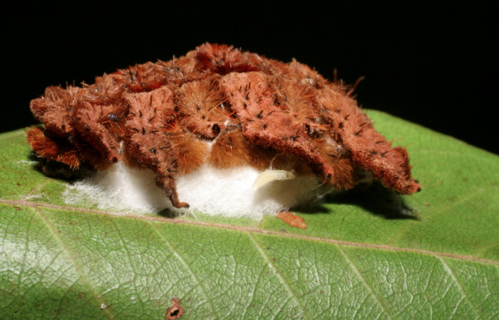 Figura 12. Larva <i>Phobetron hipparchia</i></i> (Limacodidae), vista capullos de parásitos Lathrapanteles Whitfield175 (Braconidae), localidad Sendero Platanal, Sector Rincón Rain Forest ACG (335m). Voucher: 06-SRNP-42199-DHJ416938.jpg.