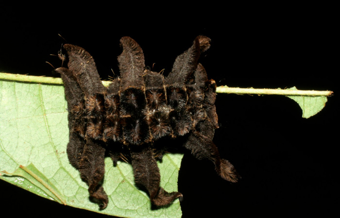 Figura 14. Larva <i>Phobetron</i></i> hipparchiaDHJ01 (Limacodidae), último estadío (U) vista dorsal, localidad Casa Roberto, Sector Pitilla ACG (520m). Voucher: 07-SRNP-32920-DHJ430062.jpg.