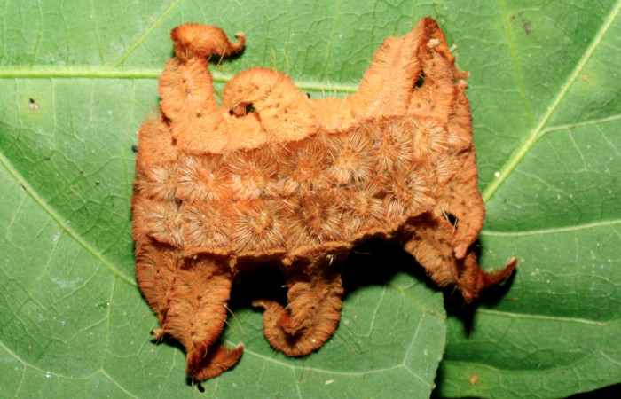 Figura 20. Larva <i>Phobetron</i></i> hipparchiaDHJ02 (Limacodidae), último estadío (U) vista dorsal, localidad Estación La Perla, Sector Mundo Nuevo ACG (325m). Voucher: 07-SRNP-57735-DHJ428500.jpg.