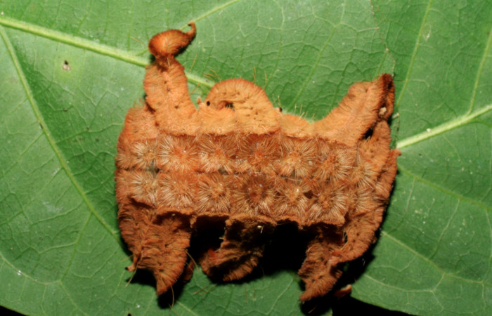 Figura 21. Larva <i>Phobetron</i></i> hipparchiaDHJ02 (Limacodidae), último estadío (U) vista ventral, localidad Estación La Perla, Sector Mundo Nuevo ACG (325m). Voucher: 07-SRNP-57735-DHJ428505.jpg.