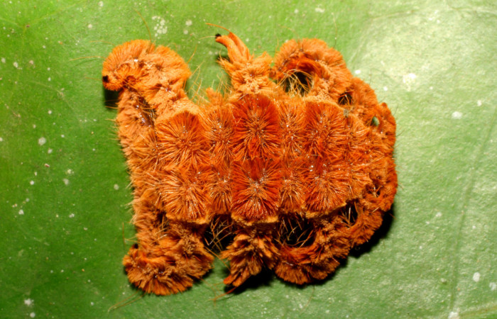 Figura 15. Larva <i>Phobetron</i></i> hipparchiaDHJ01 (Limacodidae), último estadío (U) vista dorsal, localidad Argendora, Brasilia (345m). Voucher: 07-SRNP-65500-DHJ429459.jpg.