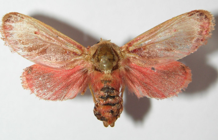 Figura 28. Adulto de <i>Phobetron cypris</i></i> (Limacodidae), vista dorsal, localidad Area Administrativa, Sector Santa Rosa ACG (295m). Voucher: 11-SRNP-14615-DHJ576308.jpg.