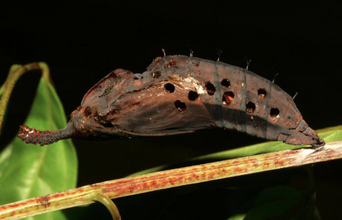 Figura 10. Vista de salida de parásitos chalJanzen01 Janzen01 (Chalcidoidea) que ataca a <i>Phobetron hipparchia</i></i> (Limacodidae), localidad Estación Pitilla, Sector Pitilla ACG (675m). Voucher: 12-SRNP-30542-DHJ485367.jpg.