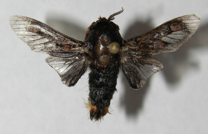 Figura 18. Adulto de <i>Phobetron</i></i> hipparchiaDHJ01 (Limacodidae), macho vista dorsal, localidad Medrano Estación Biológica Quica, Sector Pitilla ACG (380m). Voucher: 12-SRNP-71219-DHJ565044.jpg.