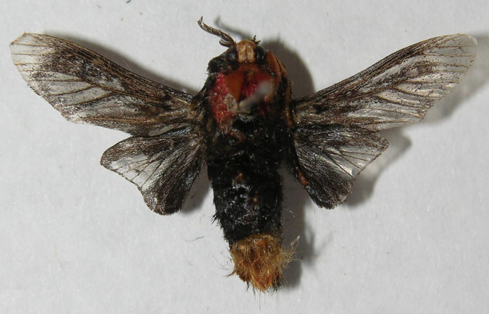 Figura 19. Adulto de <i>Phobetron</i></i> hipparchiaDHJ01 (Limacodidae), macho vista dorsal, localidad Medrano Estación Biológica Quica, Sector Pitilla ACG (380m). Voucher: 12-SRNP-71219-DHJ565045.jpg.