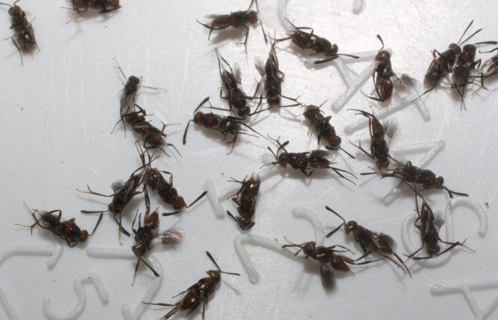 Figura 11. Adultos de chalJanzen01 Janzen01 (Chalcidoidea) que ataca a <i>Phobetron hipparchia</i></i> (Limacodidae), localidad Estación Los Almendros, Sector El Hacha ACG (290m). Voucher: 13-SRNP-22941-DHJ710060.jpg.