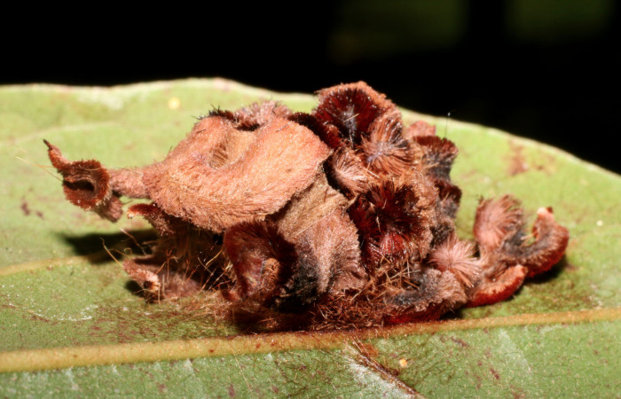 Figura 5. Capullo de <i>Phobetron hipparchia</i></i> (Limacodidae), vista dorsal, localidad Puente Palma, Sector San Cristóbal ACG (460m). Voucher: 18-SRNP-1545-DHJ705232.jpg.