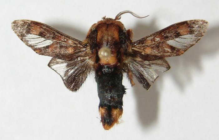 Figura 6. Adulto de <i>Phobetron hipparchia</i></i> (Limacodidae), macho vista dorsal, localidad Bosque Húmedo, Sector Santa Rosa ACG (290m). Voucher: 91-SRNP-2041-DHJ520792.jpg.