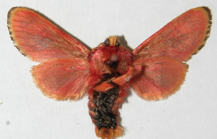 Figura 25. Adulto de <i>Phobetron</i></i> hipparchiaDHJ02 (Limacodidae), hembra vista ventral, localidad Quebrada Guapote, Sector Santa Rosa ACG (240m). Voucher: 93-SRNP-2749-DHJ520751.jpg.