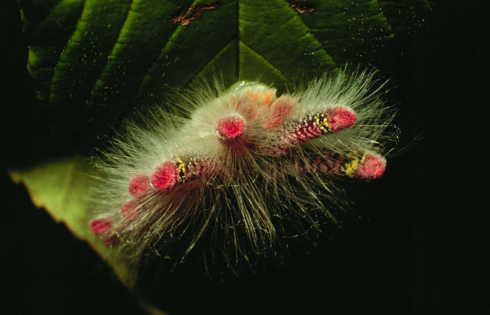 Figura 27. Larva <i>Phobetron cypris</i></i> (Limacodidae), último estadío (U) vista lateral, localidad Casetilla, Sector Santa Rosa ACG (250m). Voucher: 93-SRNP-3804-DHJ27084.jpg.