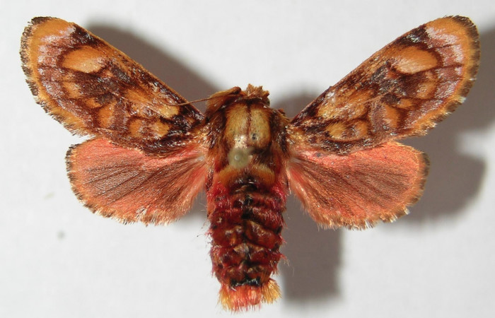 Figura 8. Adulto de <i>Phobetron hipparchia</i></i> (Limacodidae), hembra vista dorsal, localidad Area Administrativa, Sector Santa Rosa ACG (295m). Voucher: 94-SRNP-9955-DHJ520752.jpg.