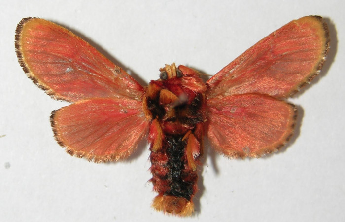 Figura 9. Adulto de <i>Phobetron hipparchia</i></i> (Limacodidae), hembra vista ventral, localidad Area Administrativa, Sector Santa Rosa ACG (295m). Voucher: 94-SRNP-9955-DHJ520753.jpg.