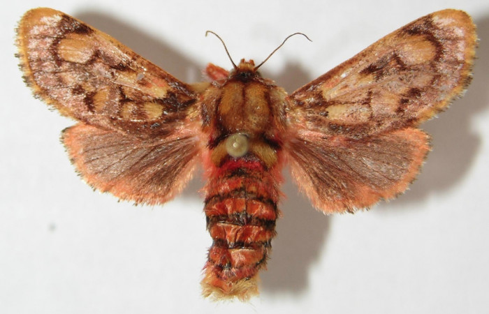 Figura 16. Adulto de <i>Phobetron</i></i> hipparchiaDHJ01 (Limacodidae), hembra vista dorsal, localidad Area Administrativa, Sector Santa Rosa ACG (295m). Voucher: 99-SRNP-8555-DHJ520774.jpg.