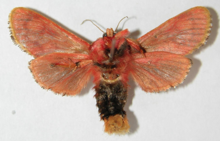 Figura 17. Adulto de <i>Phobetron</i></i> hipparchiaDHJ01 (Limacodidae), hembra vista ventral, localidad Area Administrativa, Sector Santa Rosa ACG (295m). Voucher: 99-SRNP-8555-DHJ520775.jpg.