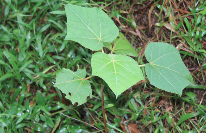 Figura 30. Planta hospedera de <i>Phobetron hipparchia</i></i> (Limacodidae), planta llamada <i>Ochroma pyramidale</i></i> (Malvaceae), localidad Quebradona Estación Biológica Quica, Sector Pitilla ACG (475m), foto: Ricardo Calero 03 Diciembre 2019.