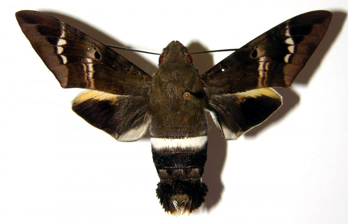 Fig. 01. Hembra de <i>Aellopos titan</i></i> (Sphingidae), dorsal, 61mm de longitud. Voucher: 00-SRNP-2708-DHJ95682.jpg.