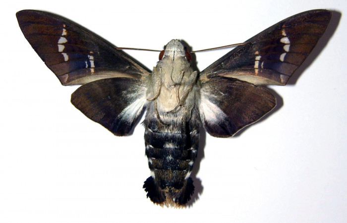 Fig. 02. Hembra de <i>Aellopos titan</i></i> (Sphingidae), ventral, 61mm de longitud. Voucher: 00-SRNP-2708-DHJ95683.jpg.