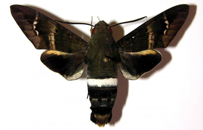Fig. 03. Macho de <i>Aellopos titan</i></i> (Sphingidae), dorsal, 59mm de longitud. Voucher: 04-SRNP-45790-DHJ95102.jpg.