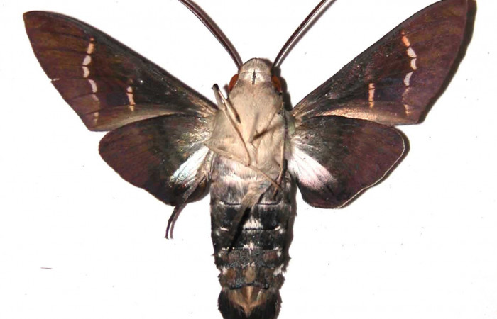 Fig. 04. Macho de <i>Aellopos titan</i></i> (Sphingidae), ventral, 56mm de longitud. Voucher: 03-SRNP-2398-DHJ37965.jpg.