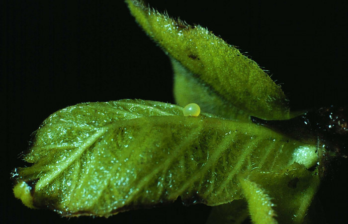 Fig. 05. Huevo de <i>Aellopos titan</i></i> (Sphingidae), puesto en hojas nuevas de Randia aculeata (Rubiaceae). Voucher: 83-SRNP-306-DHJ5231.jpg.