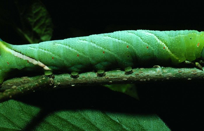 Fig.06. Larva de <i>Aellopos titan</i></i> (Sphingidae), vista lateralmente. Voucher: 82-SRNP-206-DHJ3740.jpg.
