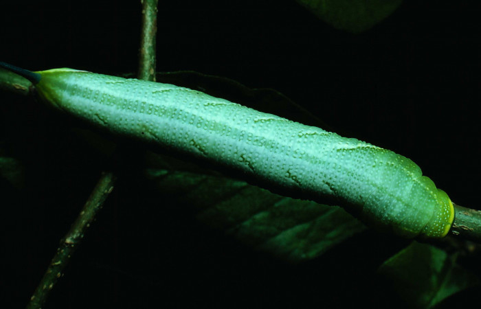 Fig.07. Larva de <i>Aellopos titan</i></i> (Sphingidae), vista dorsalmente. Voucher: 82-SRNP-206-DHJ3733.jpg.