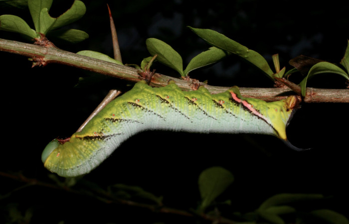 Fig.08. Larva de <i>Aellopos titan</i></i> (Sphingidae), vista lateralmente, 45mm de longitud.Voucher: 05-SRNP-15564-DHJ403356.jpg.