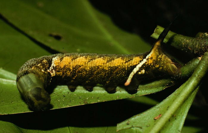 Fig.09. Larva de <i>Aellopos titan</i></i> (Sphingidae), vista lateralmente, 28mm de longitud, penúltimo estadío. Voucher: 98-SRNP-3200-DHJ44675.jpg.