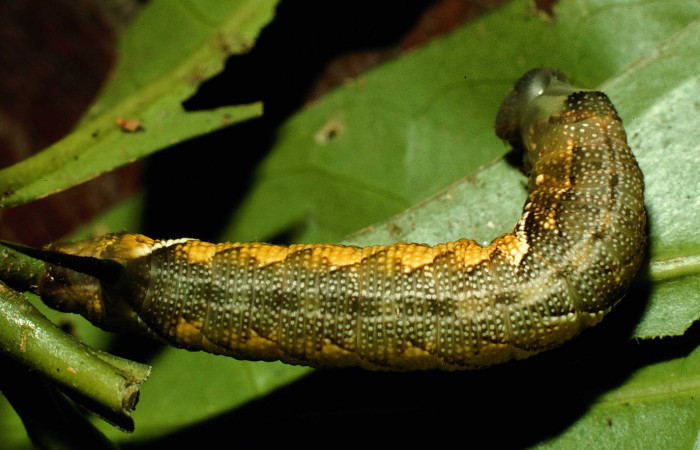 Fig.10. Larva de <i>Aellopos titan</i></i> (Sphingidae), vista dorsalmente, 28mm de longitud, penúltimo estadío. Voucher: 98-SRNP-3200-DHJ44676.jpg.